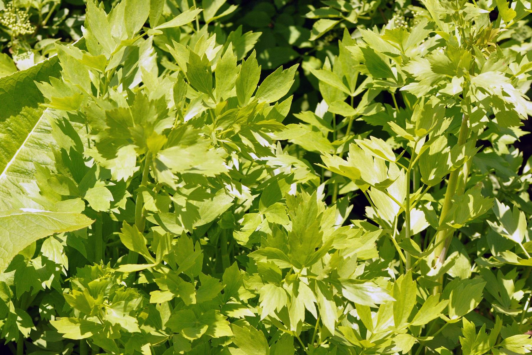 Levisticum officinale Selam otu fidesi