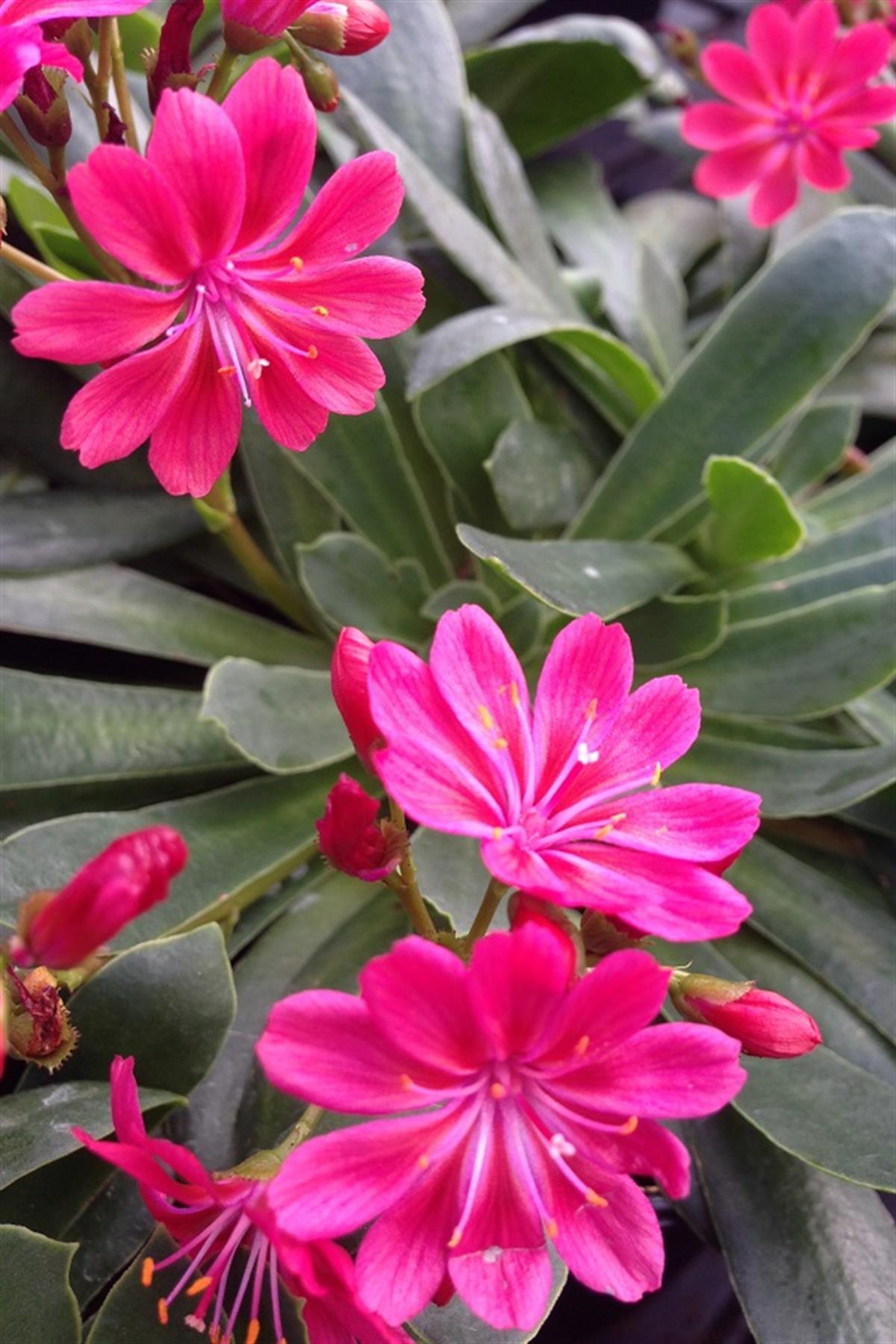 Lewisia Safira Coral acıkök çiçeği fidesi