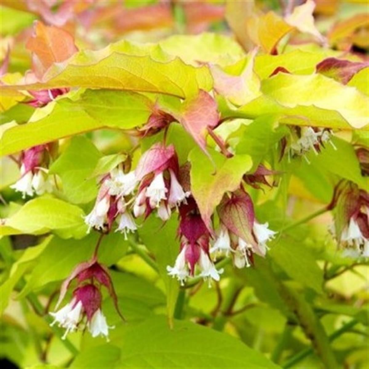 Leycesteria formosa Golden Lanterns Himalaya hanımeli fidanı