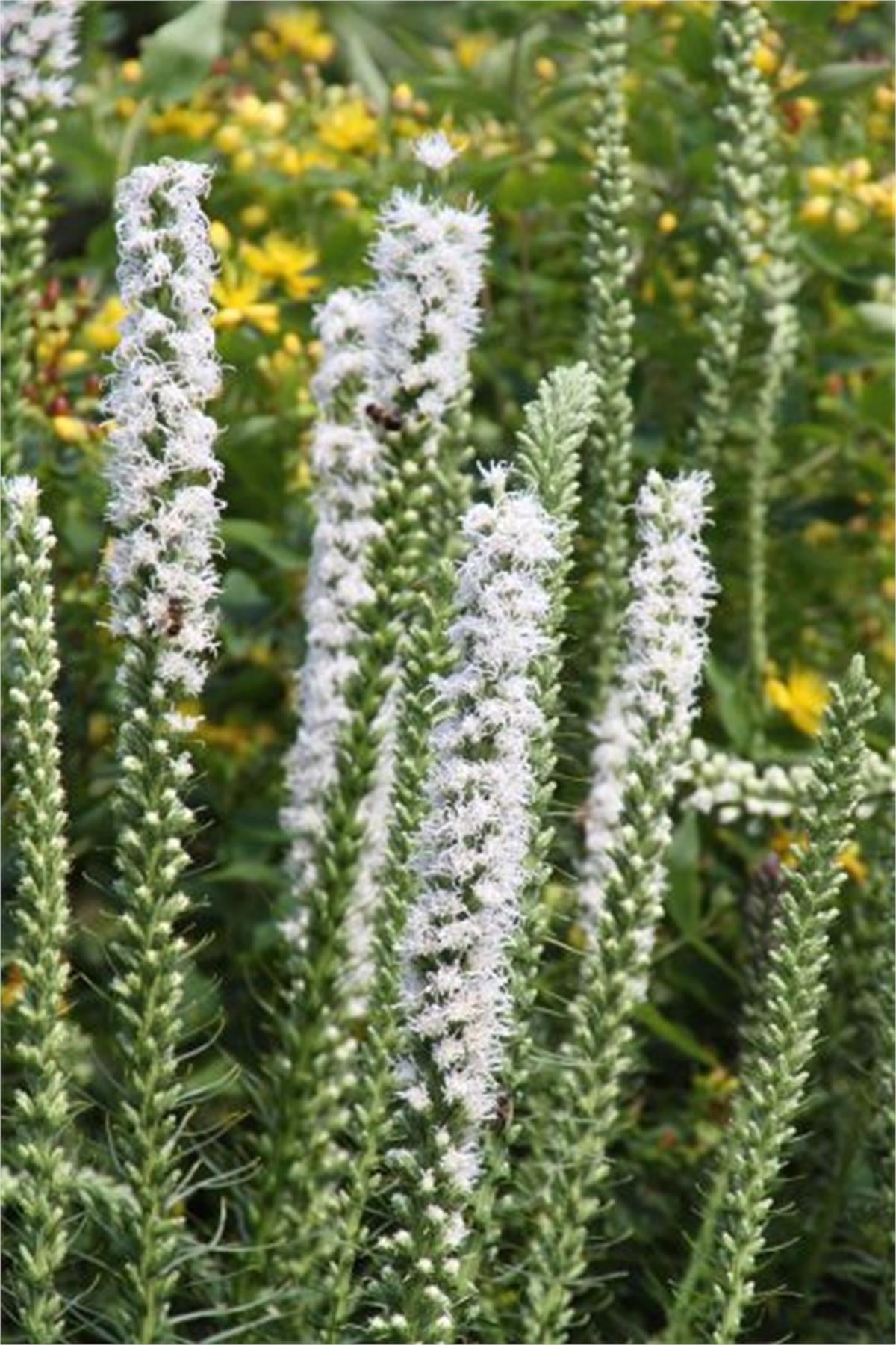 Liatris spectabilis Alba Değnek Çiçeği İşaret Çiçeği fidesi