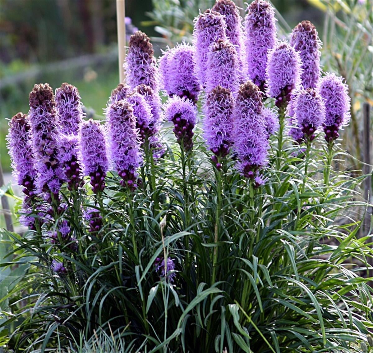 Liatris spicata Kobold Değnek Çiçeği İşaret Çiçeği fidesi