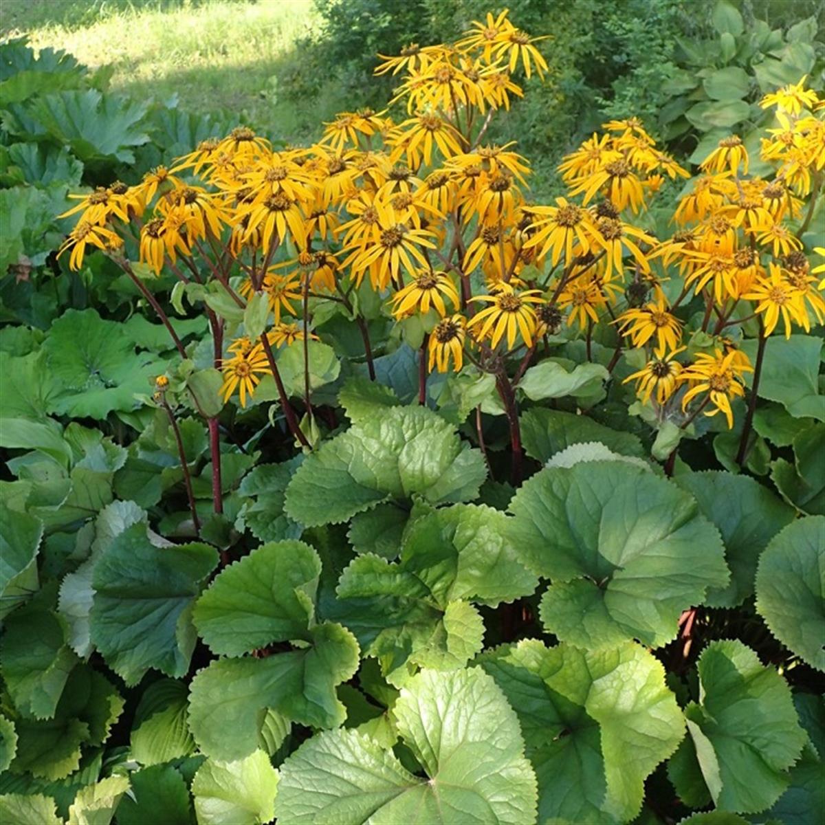 Ligularia dentata Othello Leopar Bitkisi fidesi