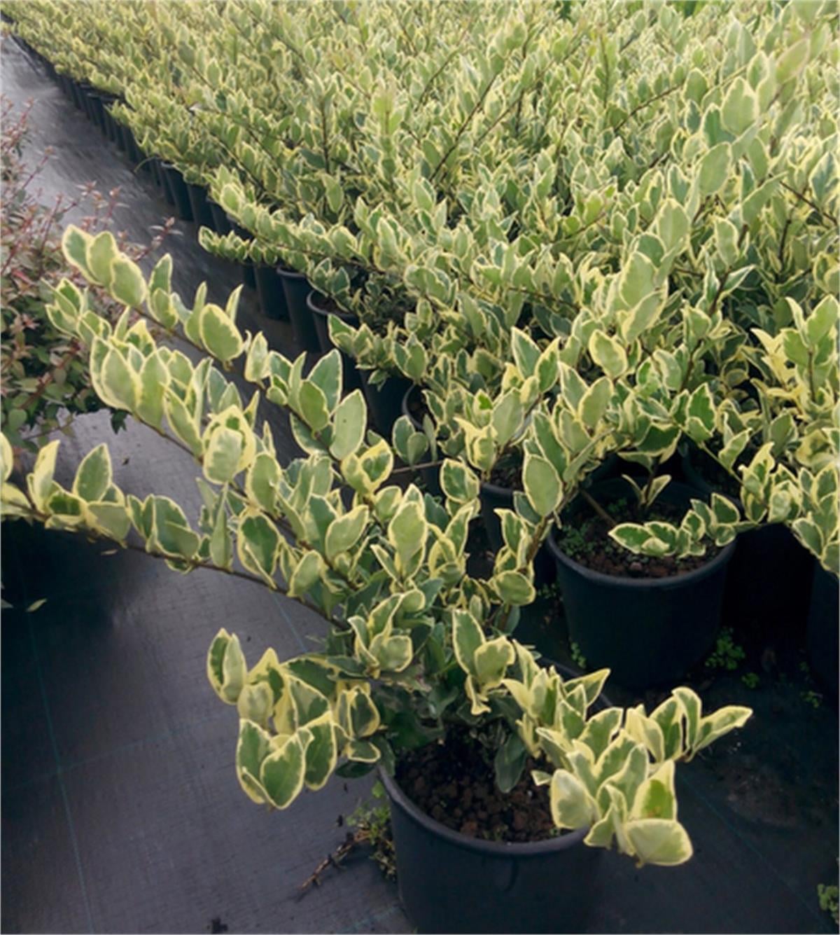 Ligustrum jap Texanum var. Alaca yaprak Kurtbağrı fidanı