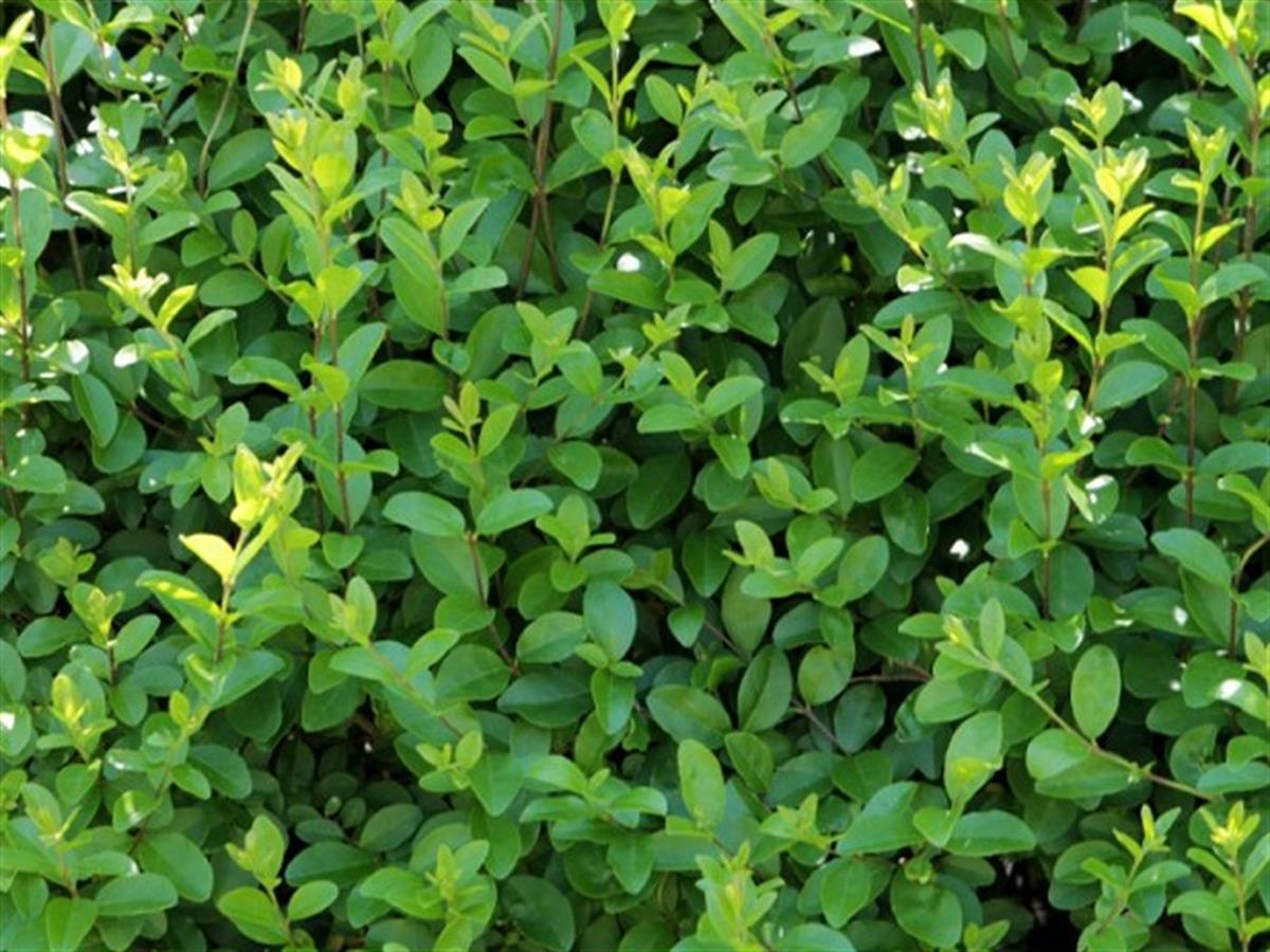 Ligustrum ovalifolium ligusturum lükstürüm lükstrüm fidanı