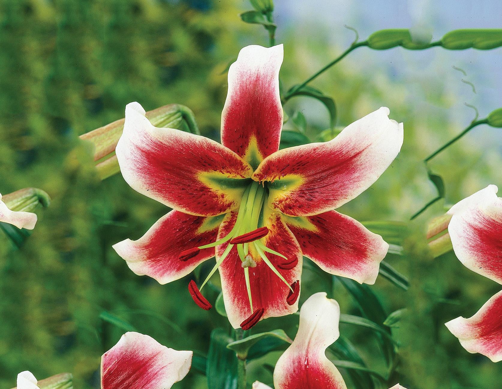 Lilium Lilyum zambak soğanı - Leslie Woodriff