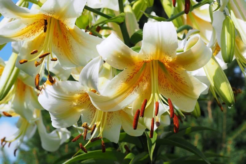 Lilium Lilyum zambak soğanı - Mister Cas