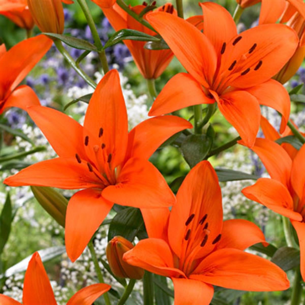 Lilium Lilyum zambak soğanı - Orange Ton