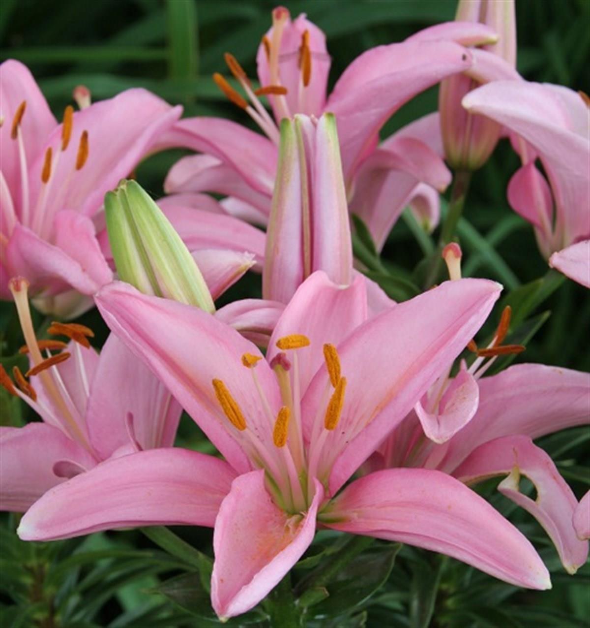Lilium Lilyum zambak soğanı - Silla