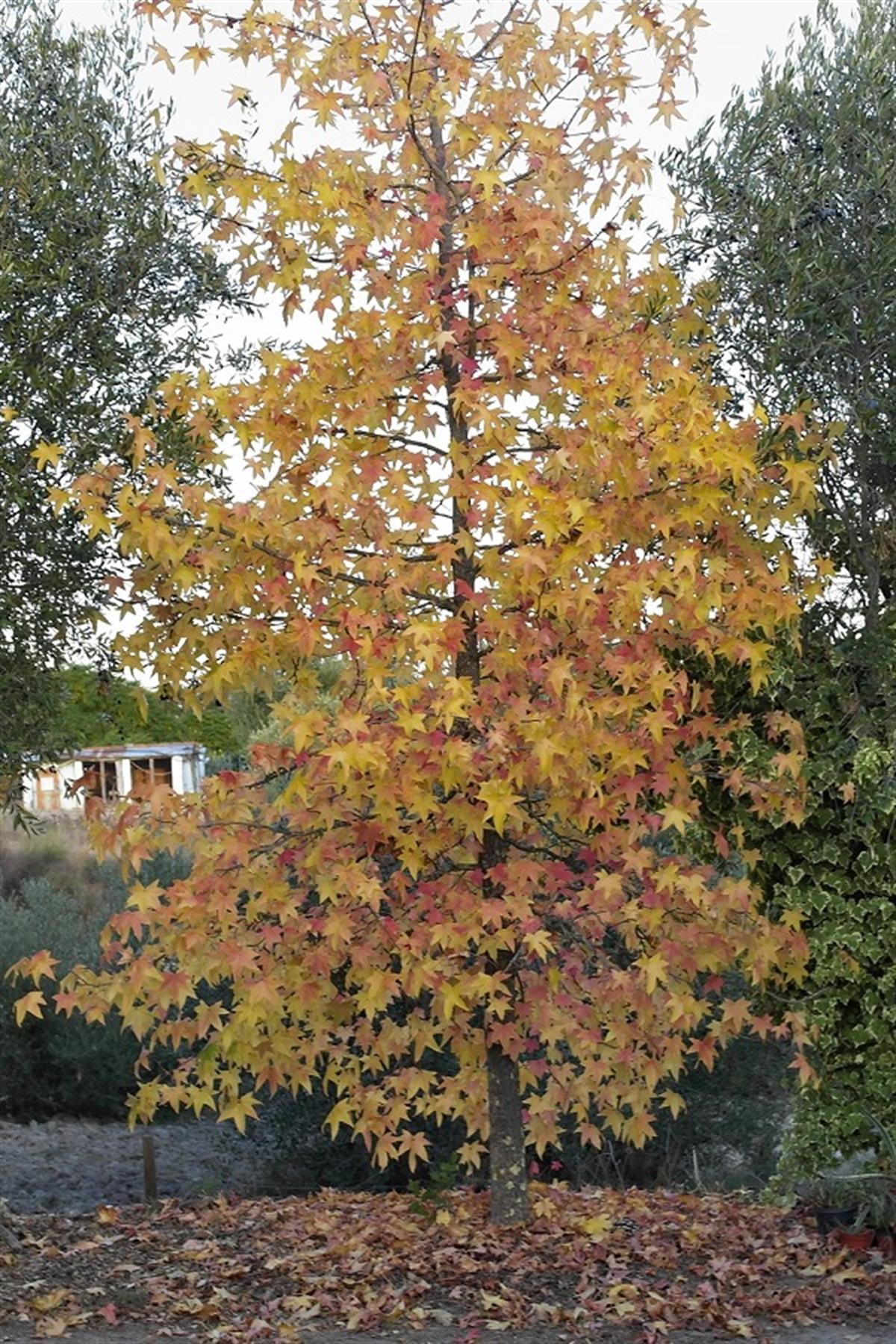 Liquidambar st. Sığla Ağacı Golden Sun