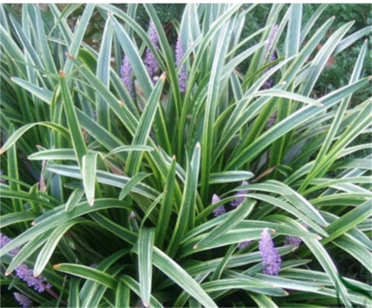 Liriope muscari variegata Alacalı çim zambağı