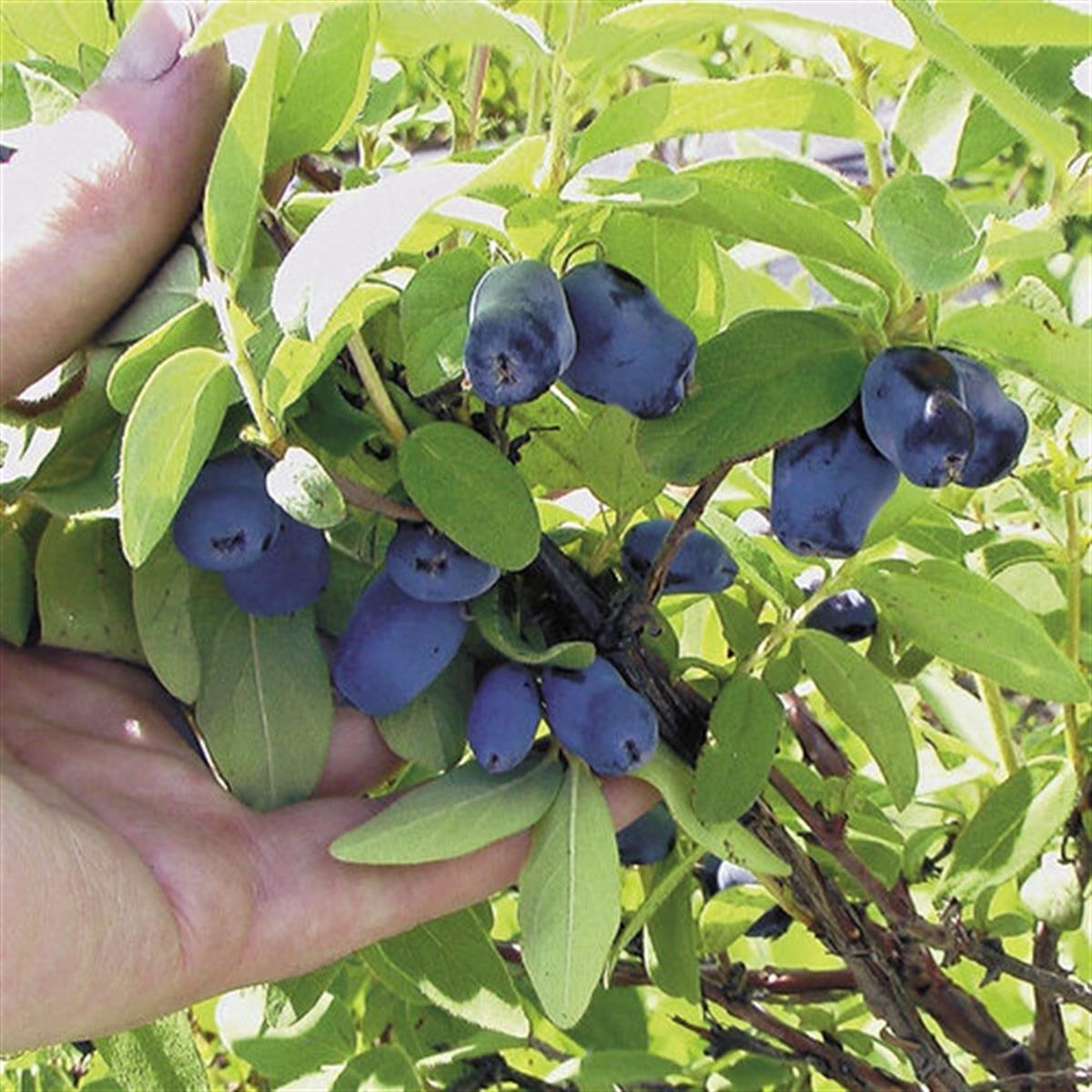 Lonicera caerulea blue honeyberry bal yemişi fidan