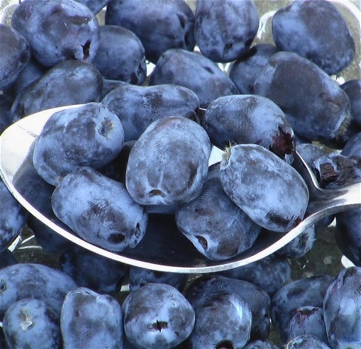 Lonicera caerulea kamtschatica Blue velvet honeyberry bal yemişi fidanı