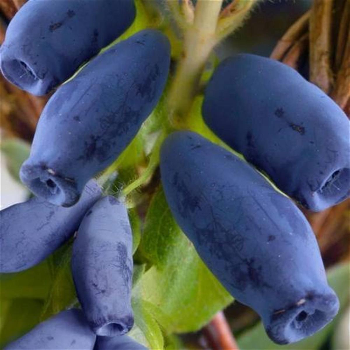 Lonicera caerulea kamtschatica Nimfa honeyberry bal yemişi fidanı