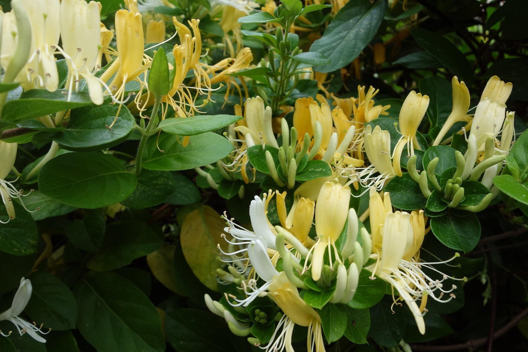 Lonicera caprifolium Sarılıcı Hanımeli fidanı