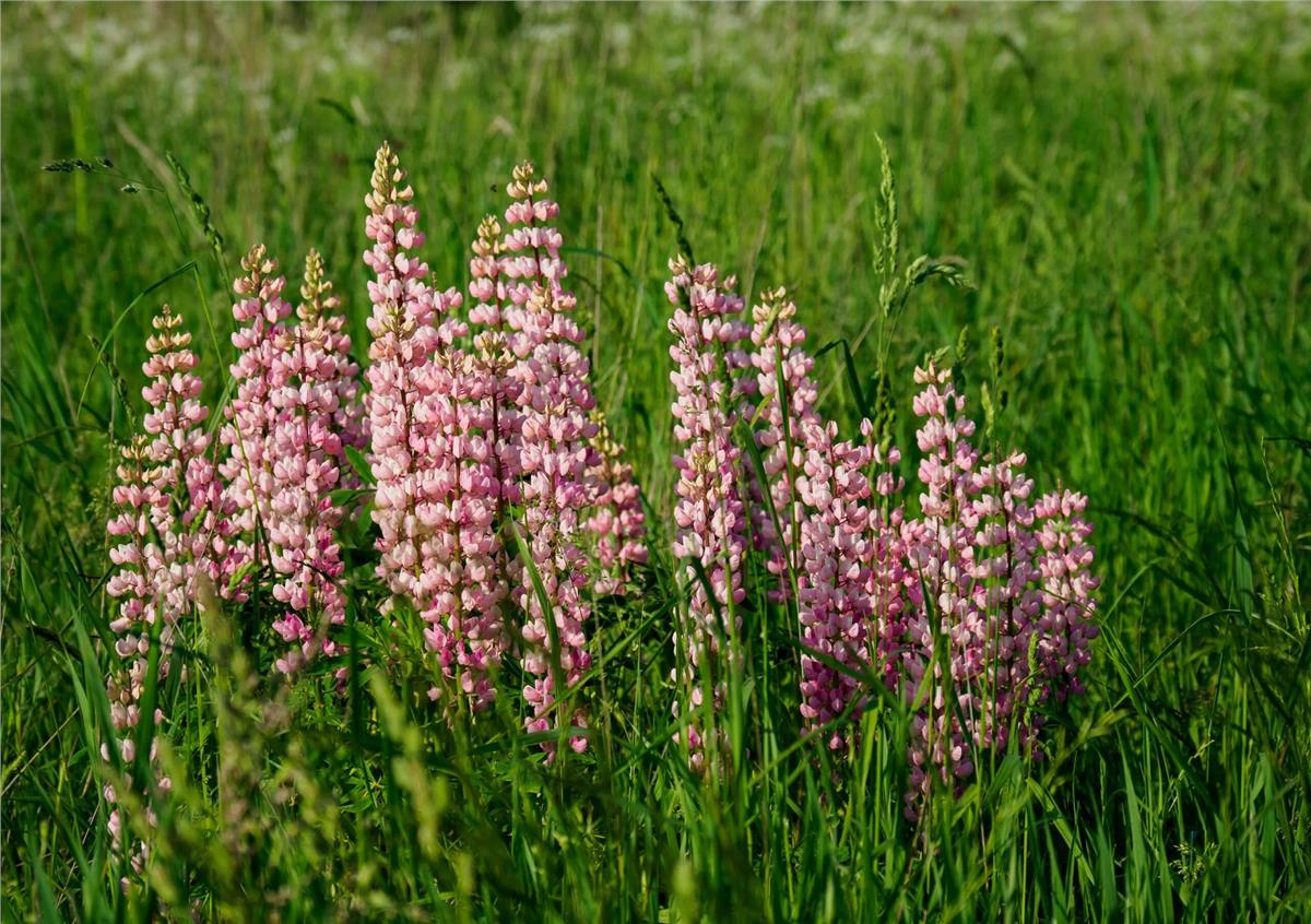Lupinus polyphyllus Acı Bakla Fidesi Rose Shades