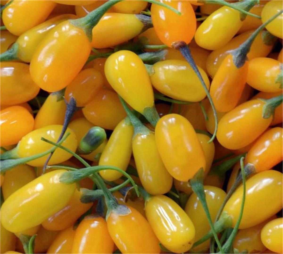 Lycium bar. AMBER SWEET Goji Altuni Gojiberry Kurt üzümü fidanı