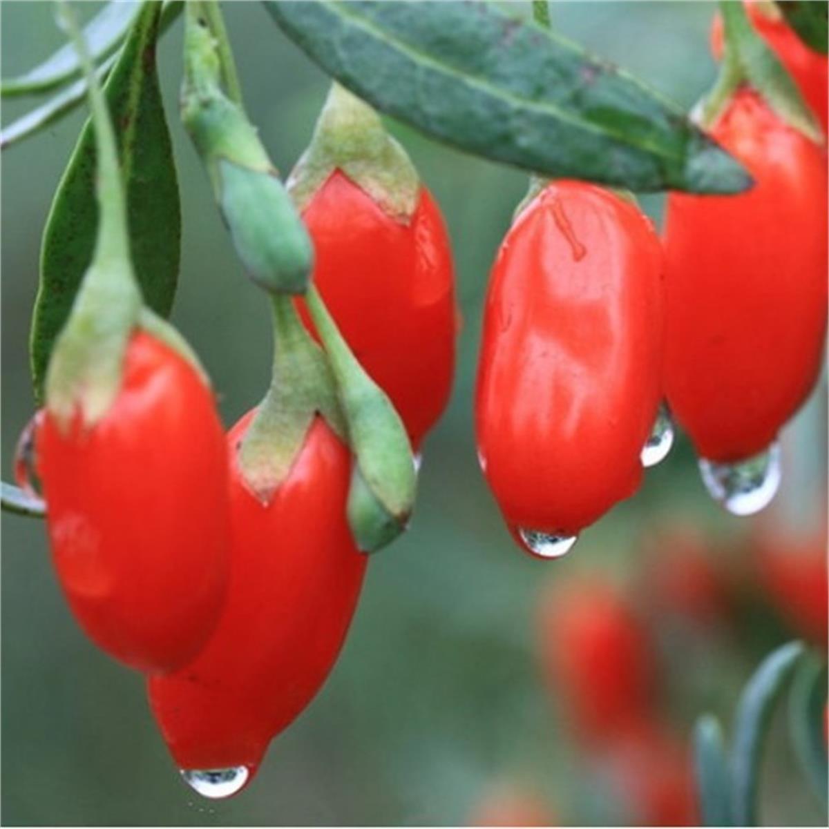 Lycium barbarum Korean Big Gojiberry Kurt üzümü fidanı