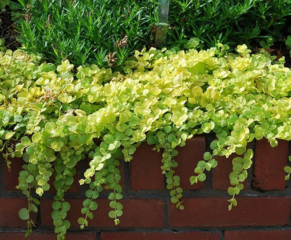 Lysimachia nummularia Sarıkız fidesi