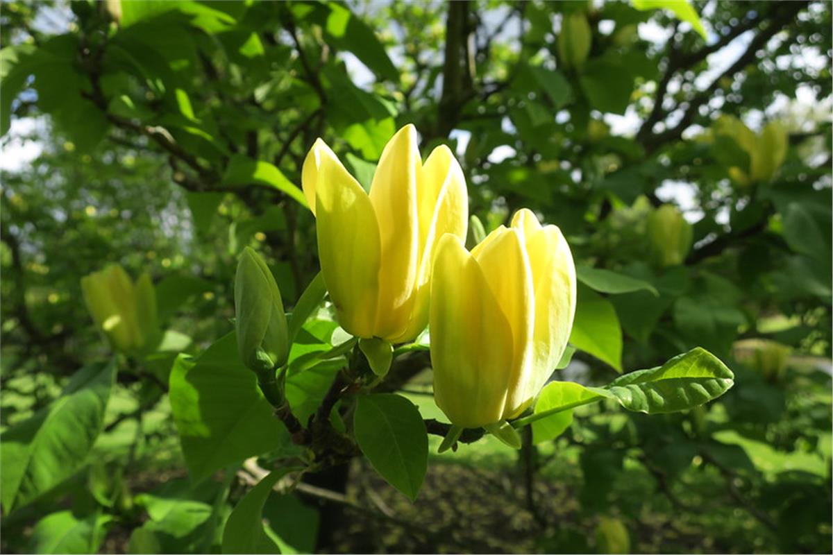Magnolia brookl. Yellow Bird Kış Manolya fidanı