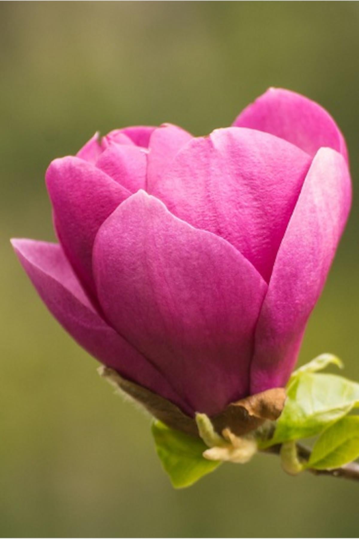 Magnolia Cleopatra Manolya fidanı