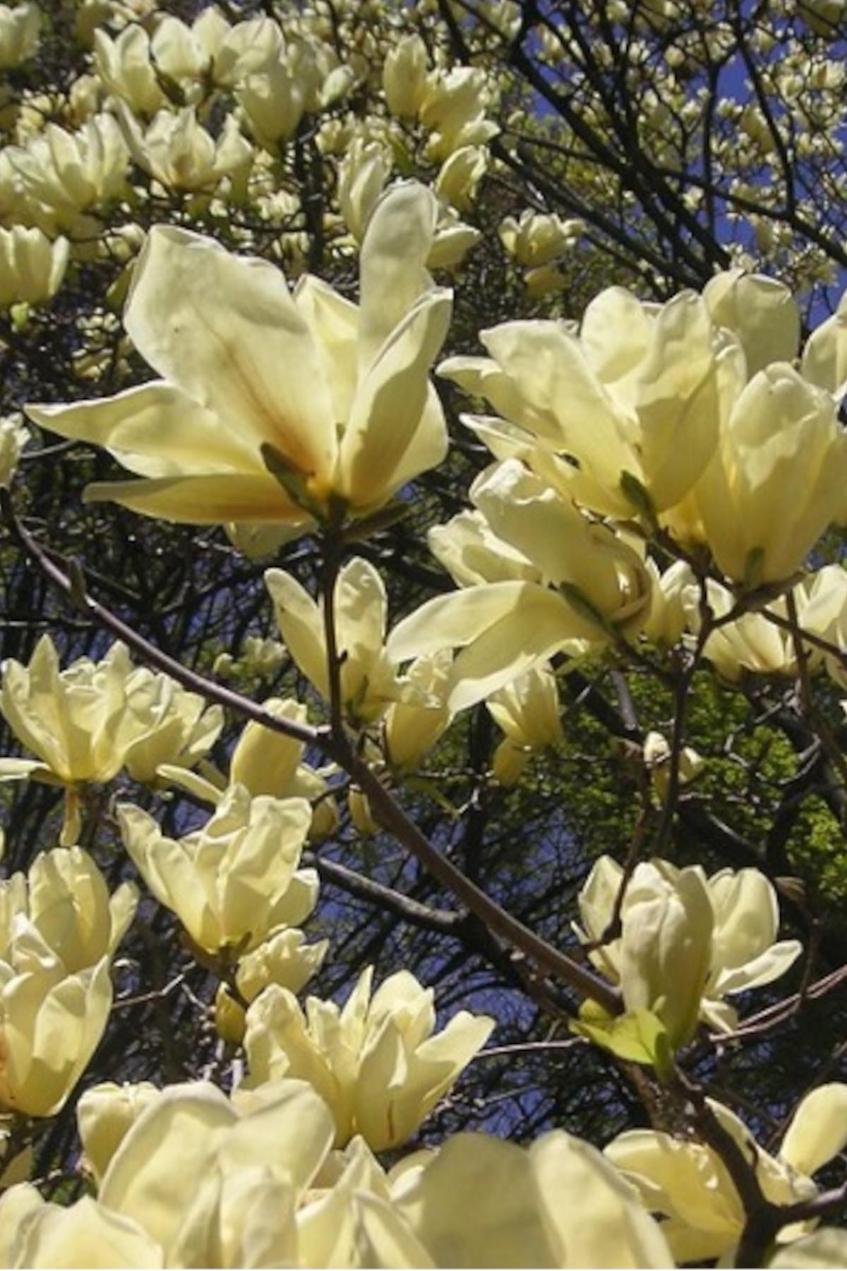 Magnolia Elizabeth Manolya fidanı