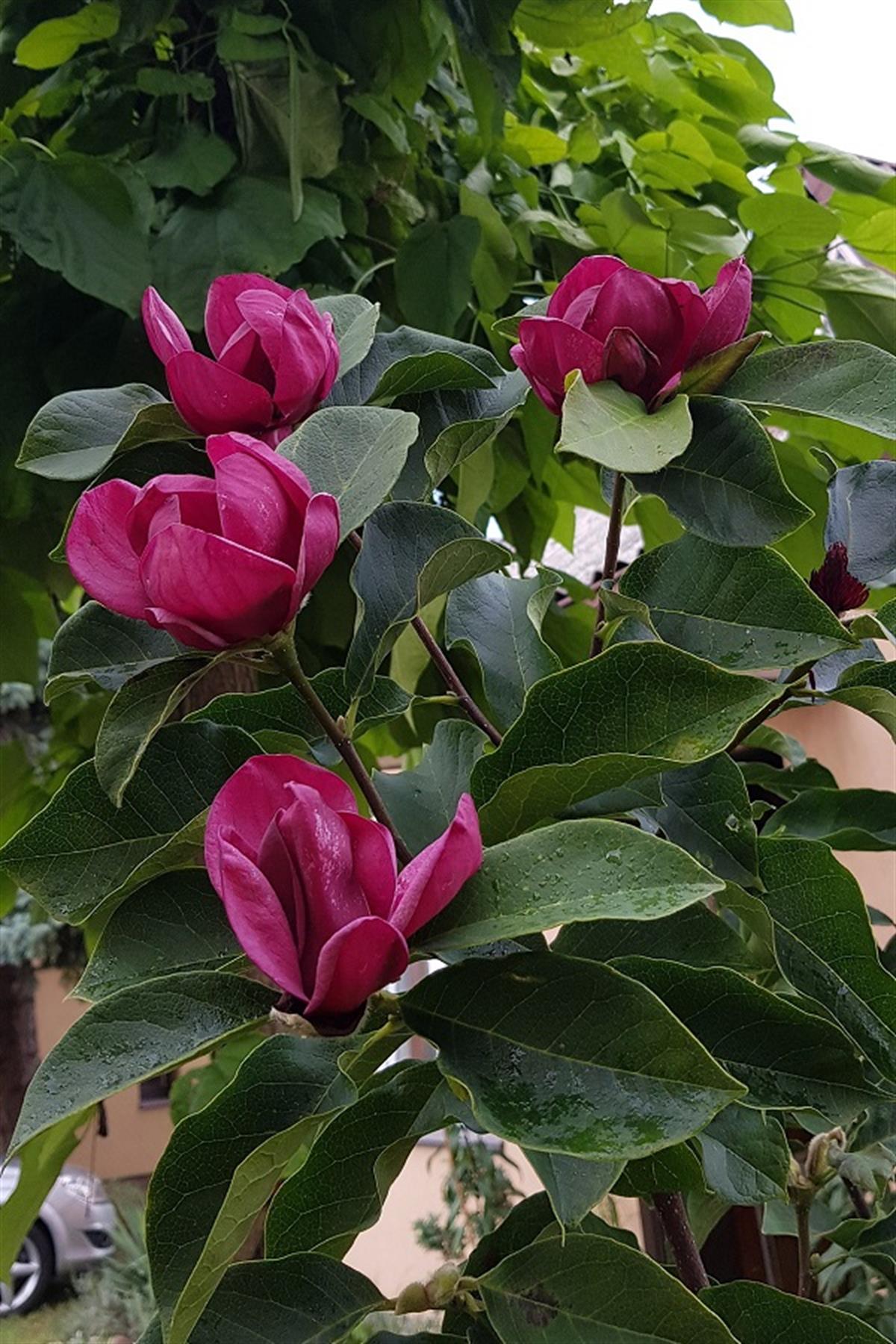 Magnolia Genie Manolya fidanı