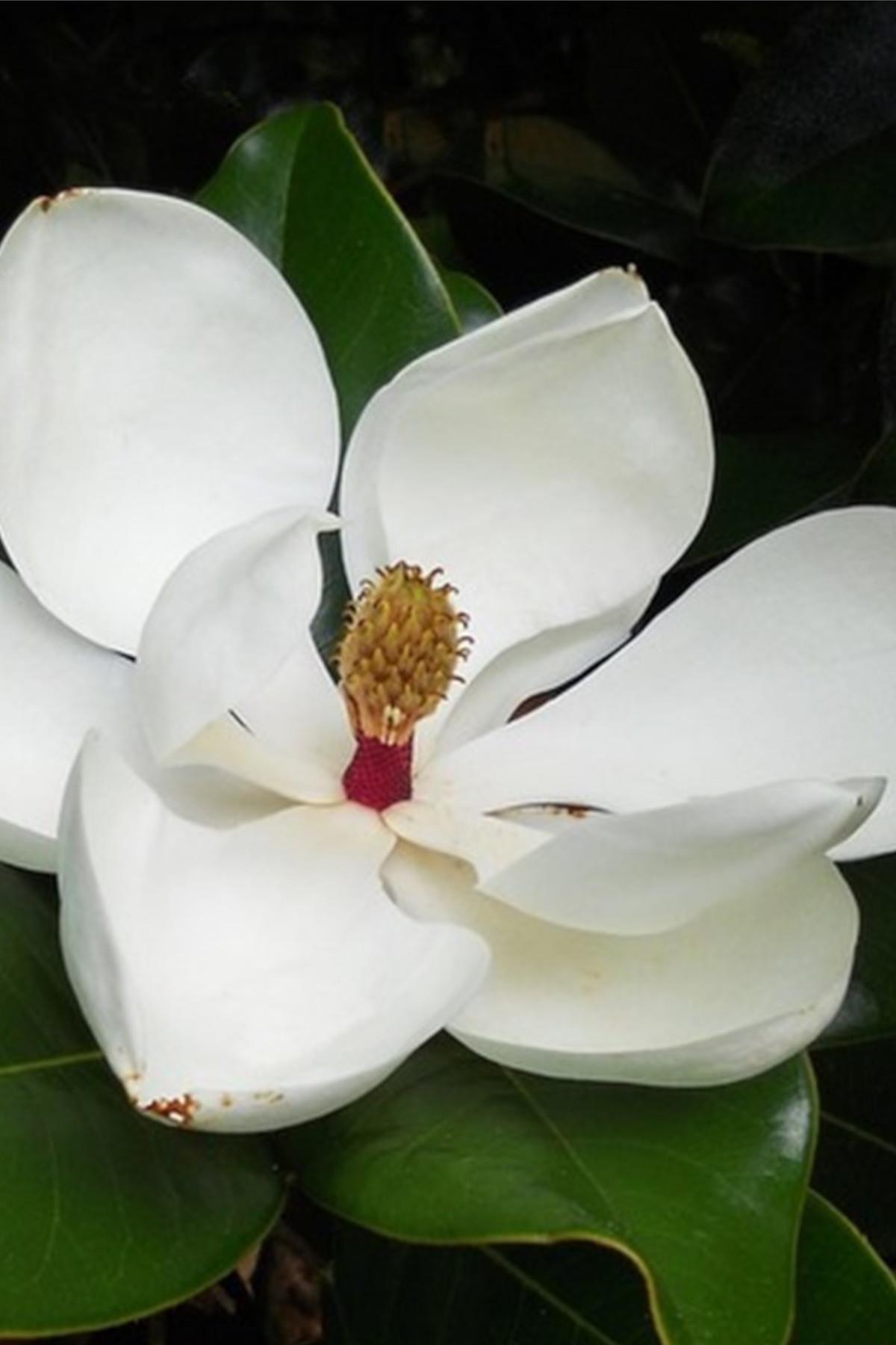 Magnolia grandiflora Büyük Çiçekli Manolya fidanı
