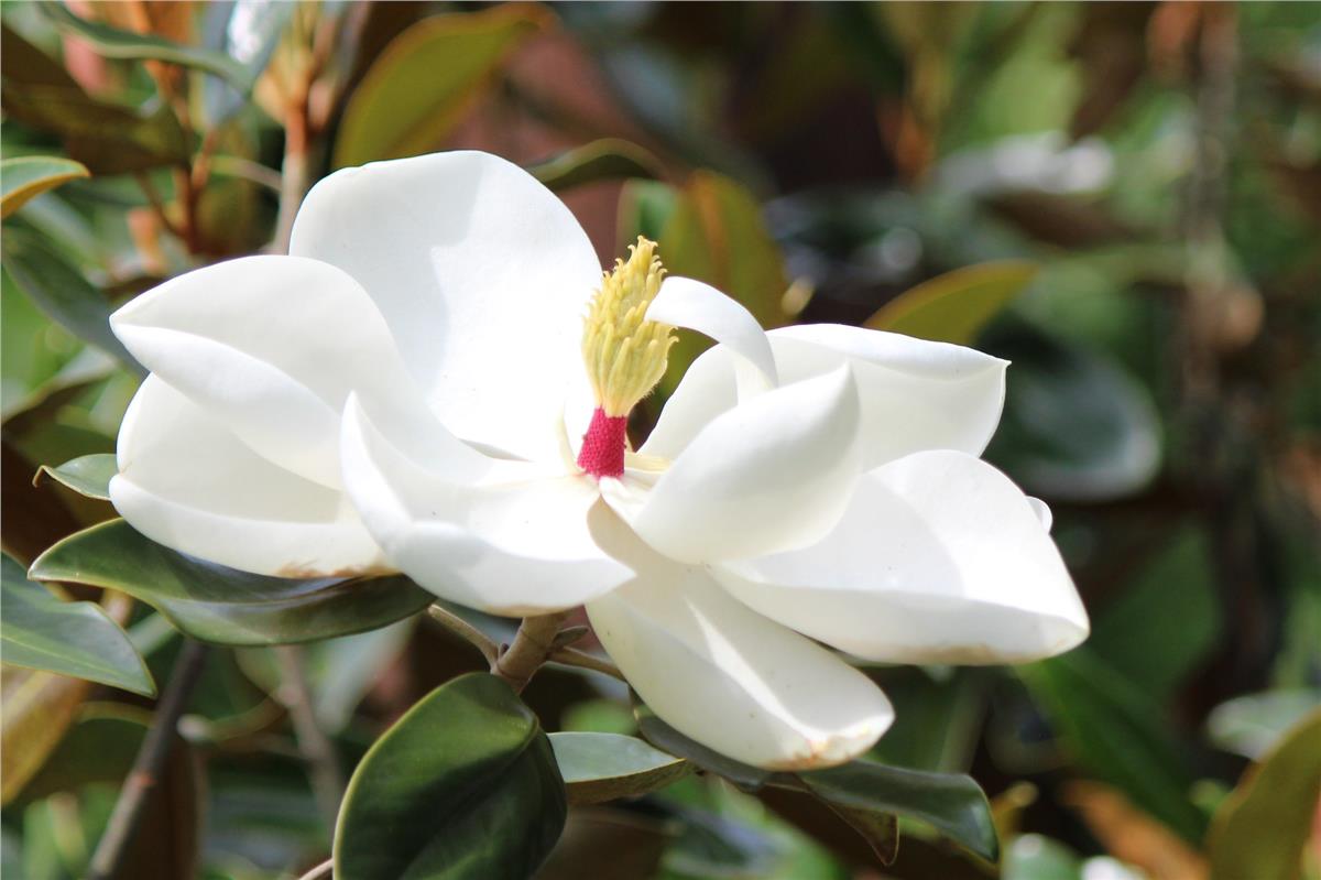 Magnolia grandiflora Manolya fidanı Francois Treyve