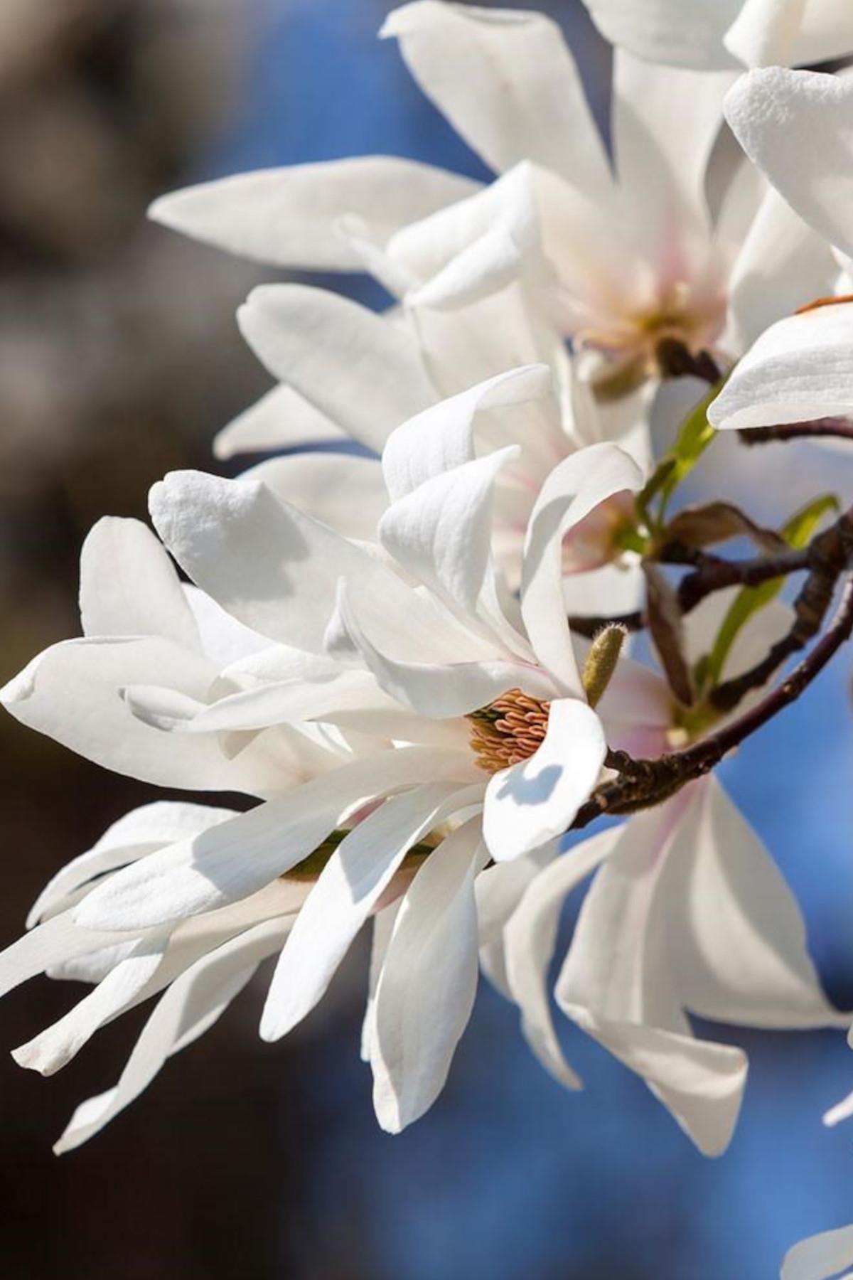 Magnolia kobus Japon Kış manolya fidanı
