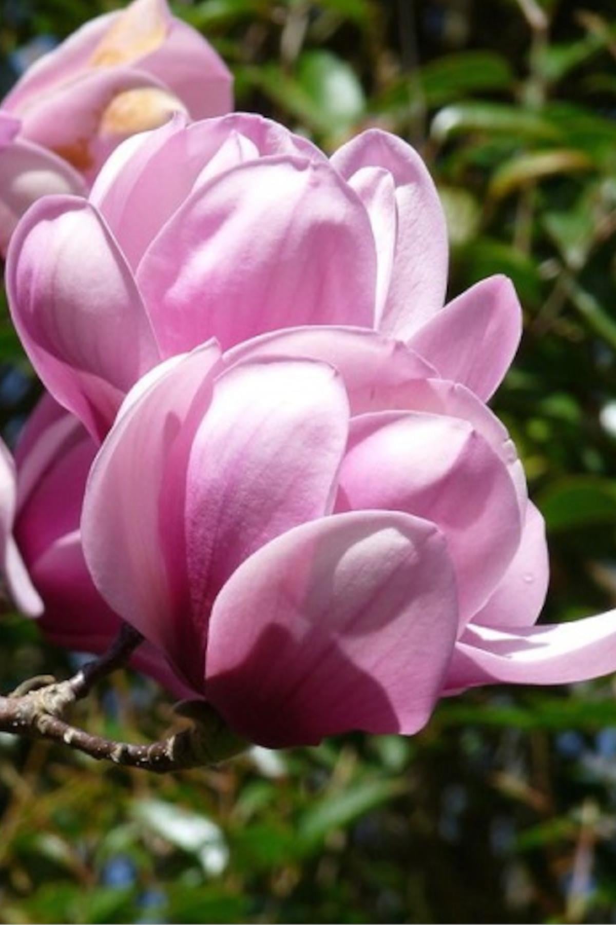 Magnolia Serene Manolya fidanı