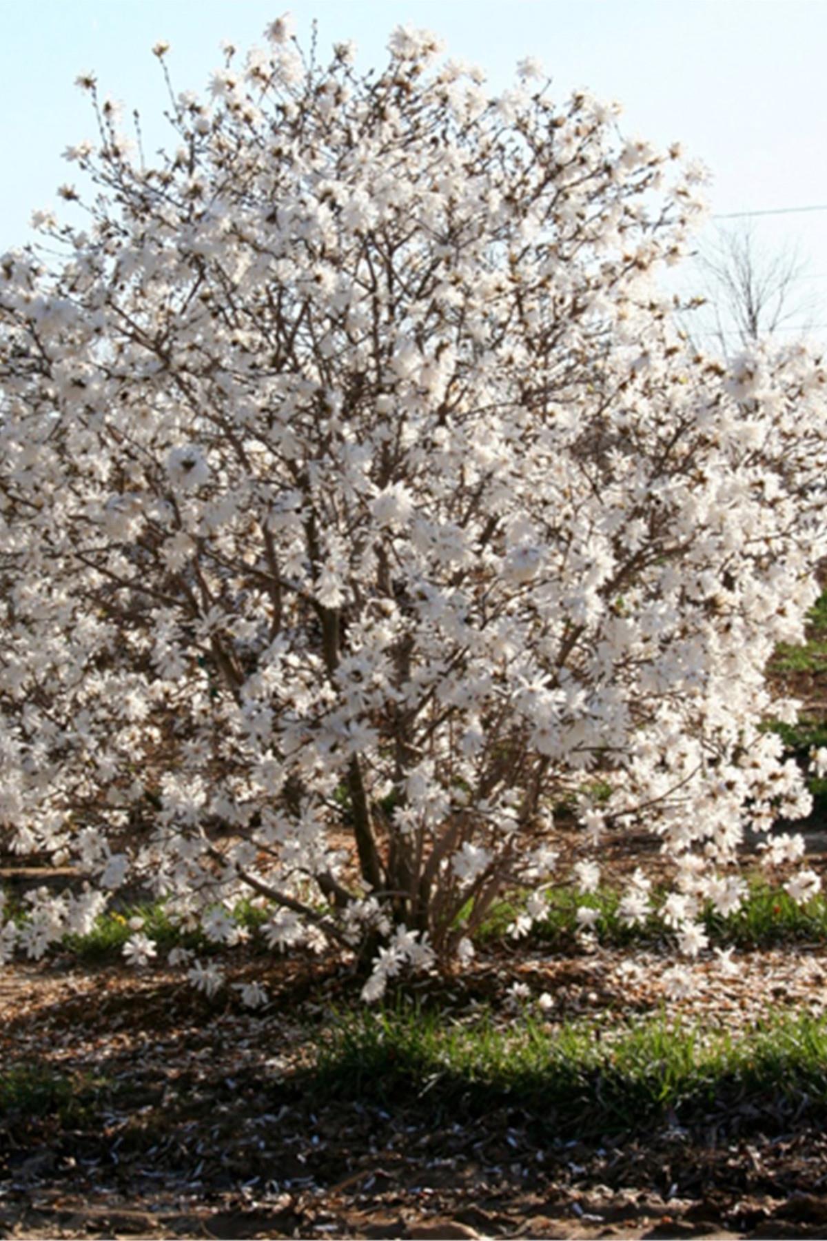 Magnolia stellata Royal star Manolya fidanı