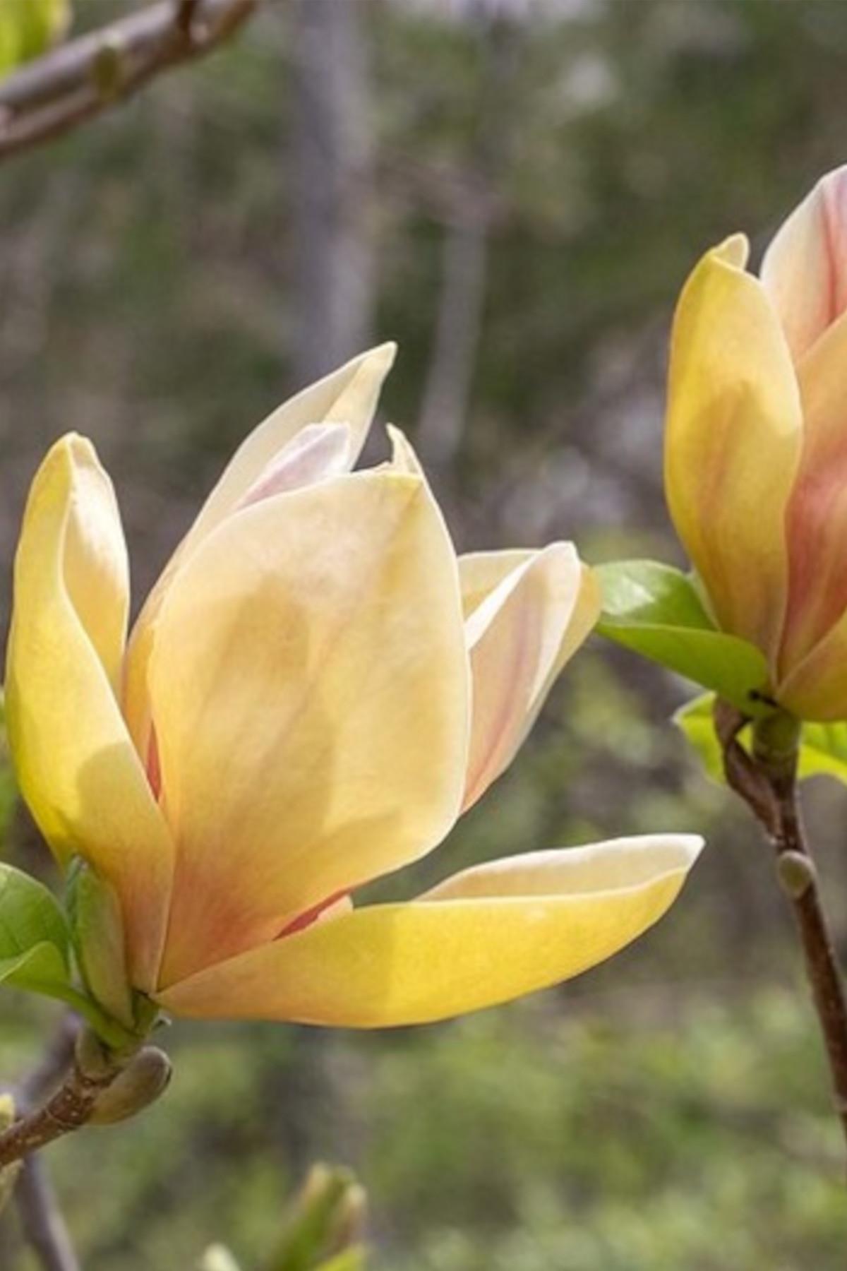 Magnolia Sunsation Sarı kırmızı ebruli manolya fidan