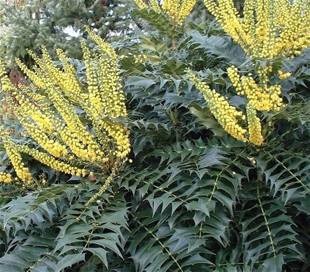 Mahonia media charity Sarı Boya Çalısı