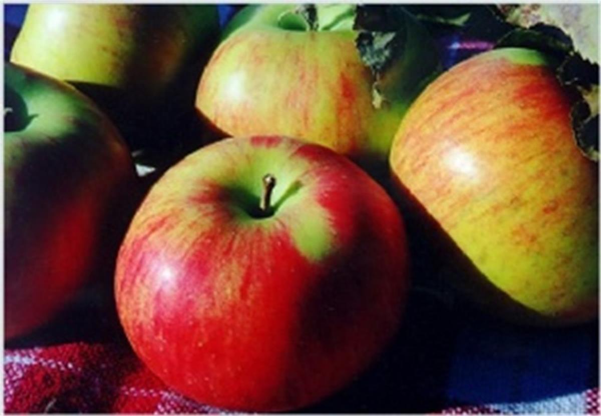 Malus domestica Gönen Elma fidanı