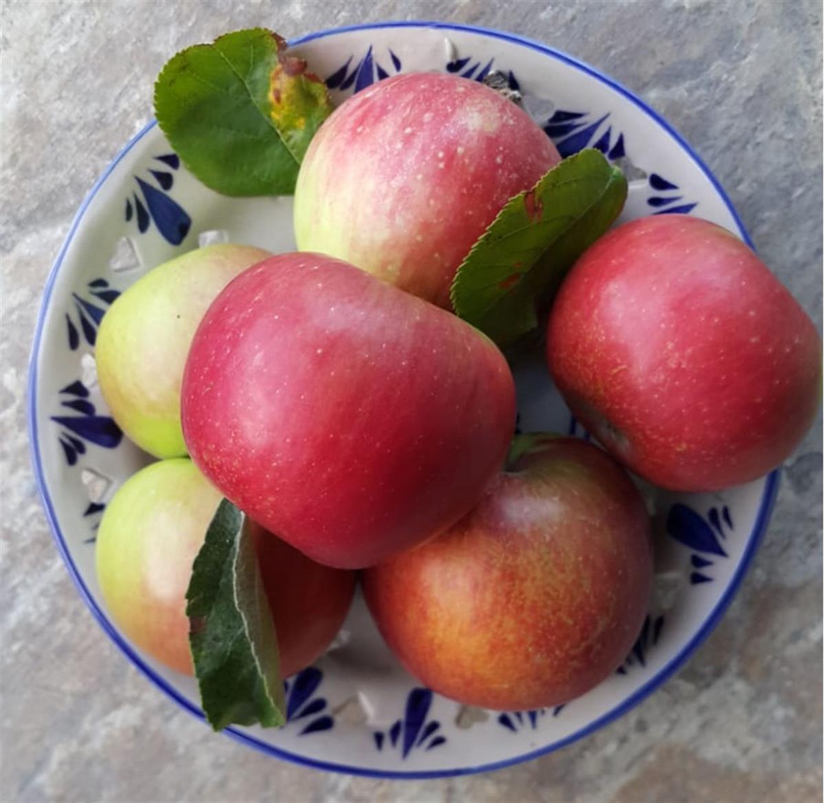 Malus domestica Gümüşhane Elma fidanı