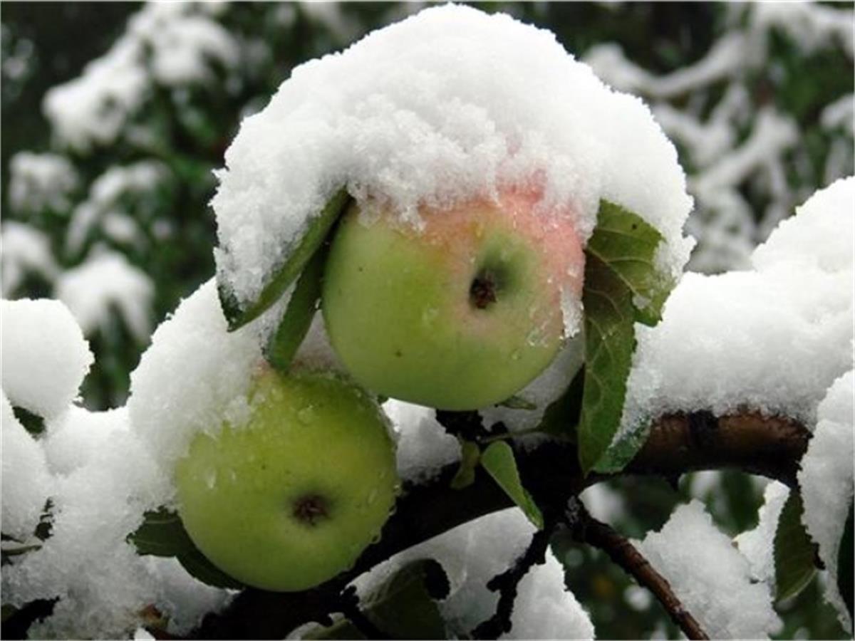 Malus domestica Gümüşhane Göbek Elma fidanı