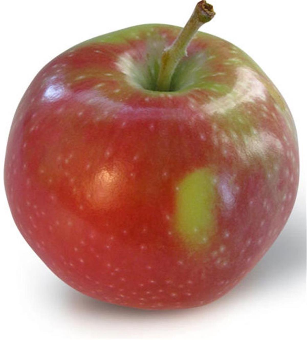 Malus domestica Jersey mac Elma fidanı