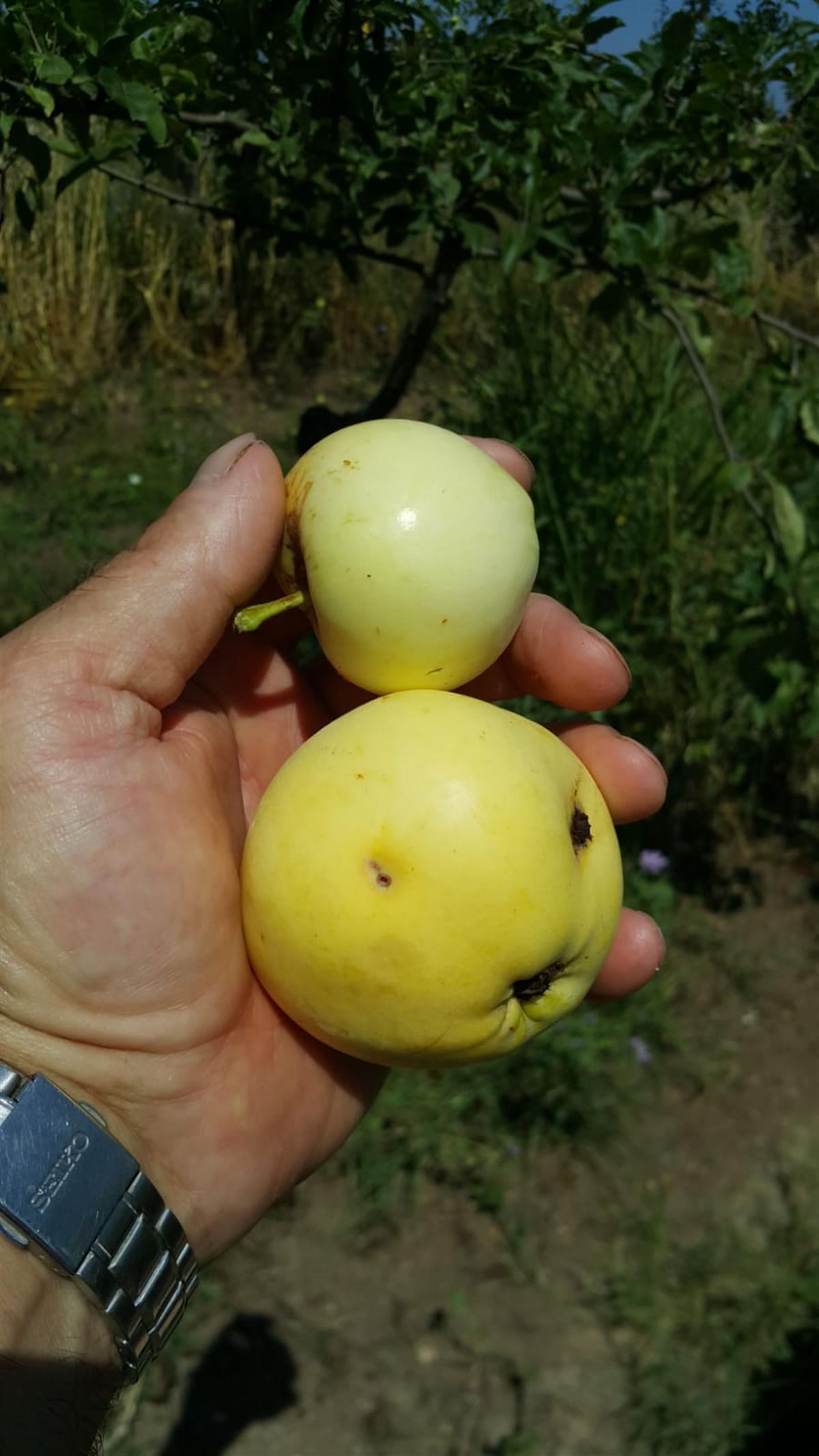 Malus domestica Karanfil Elma fidanı