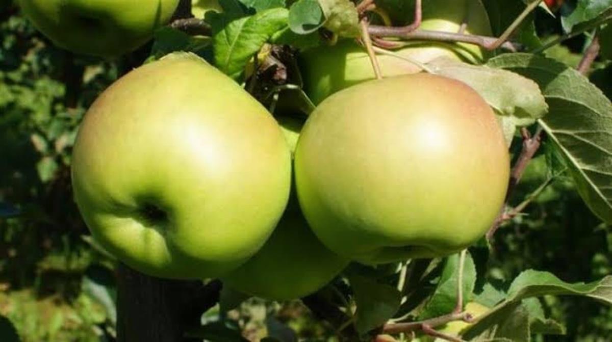 Malus domestica Limon Elma fidanı