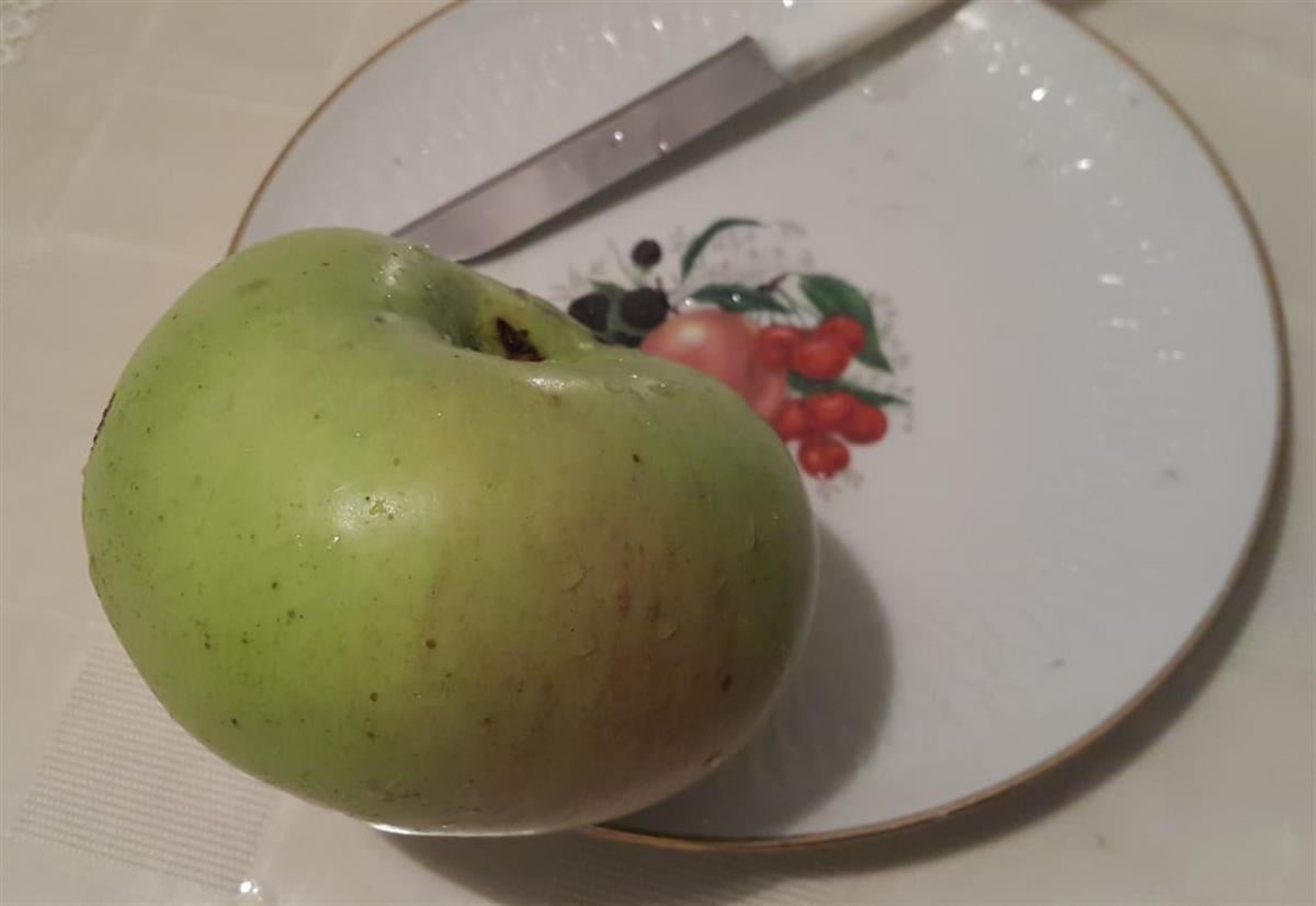 Malus domestica Nuran Hala Elma fidanı