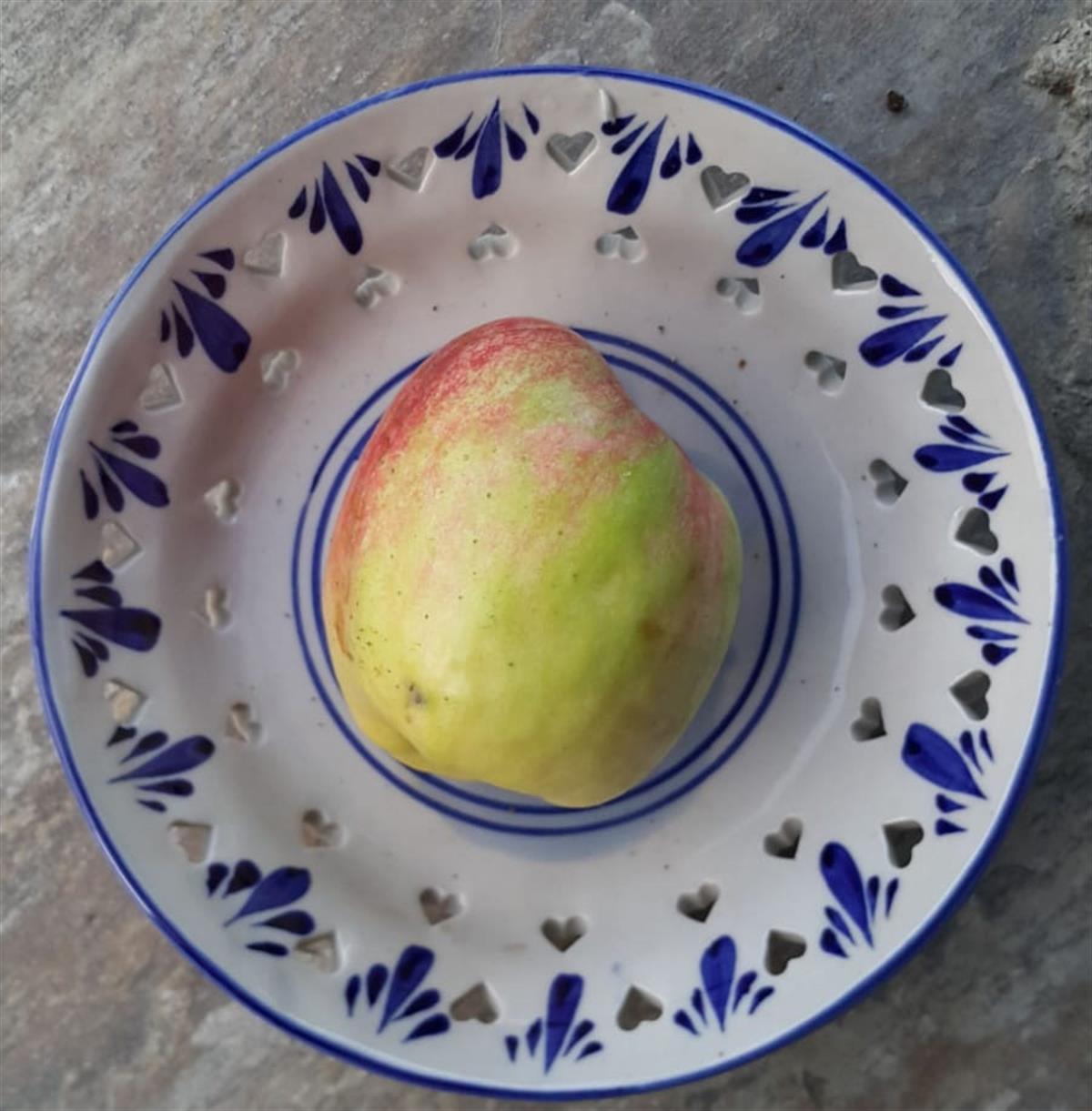 Malus domestica Petevrek Elma fidanı