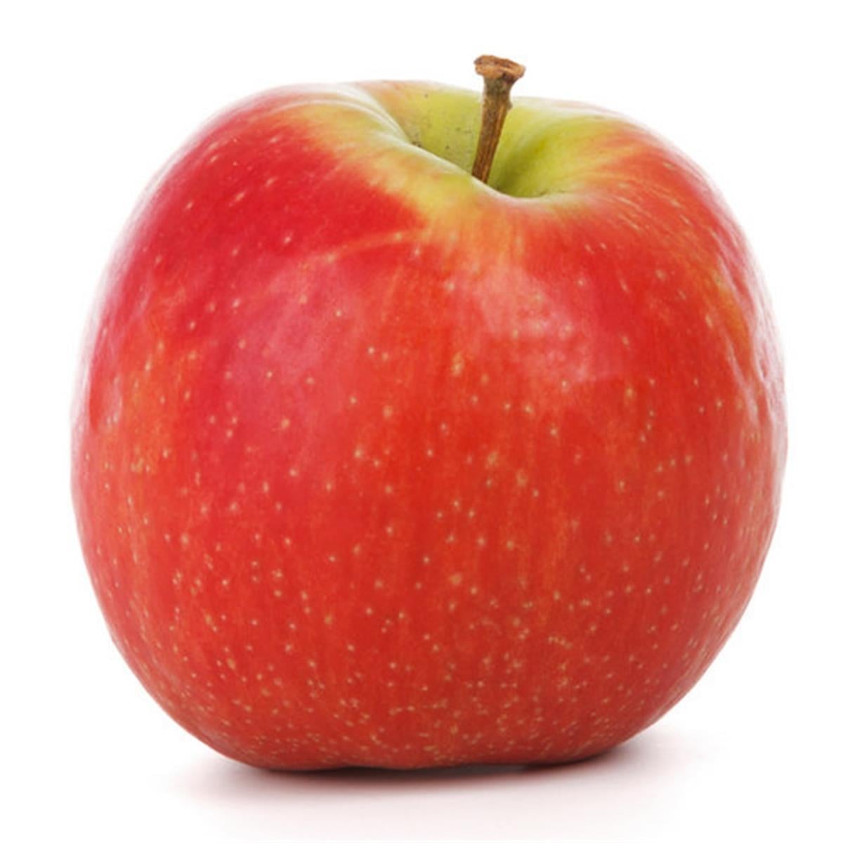 Malus domestica Pink Lady Elma fidanı