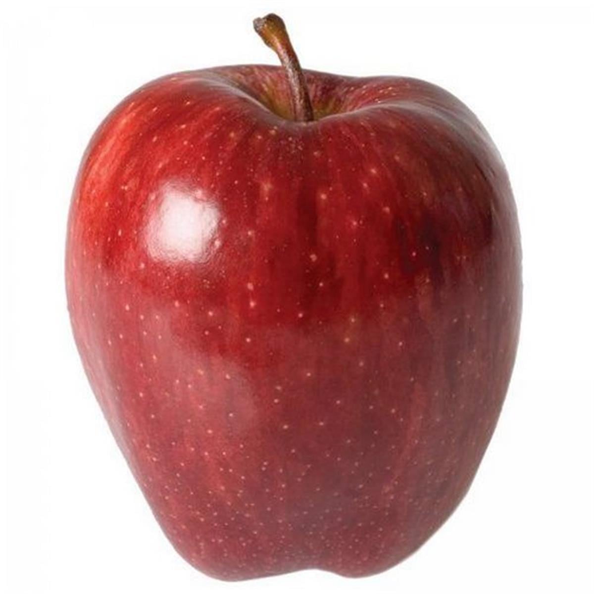 Malus domestica Starkrimson Elma fidanı