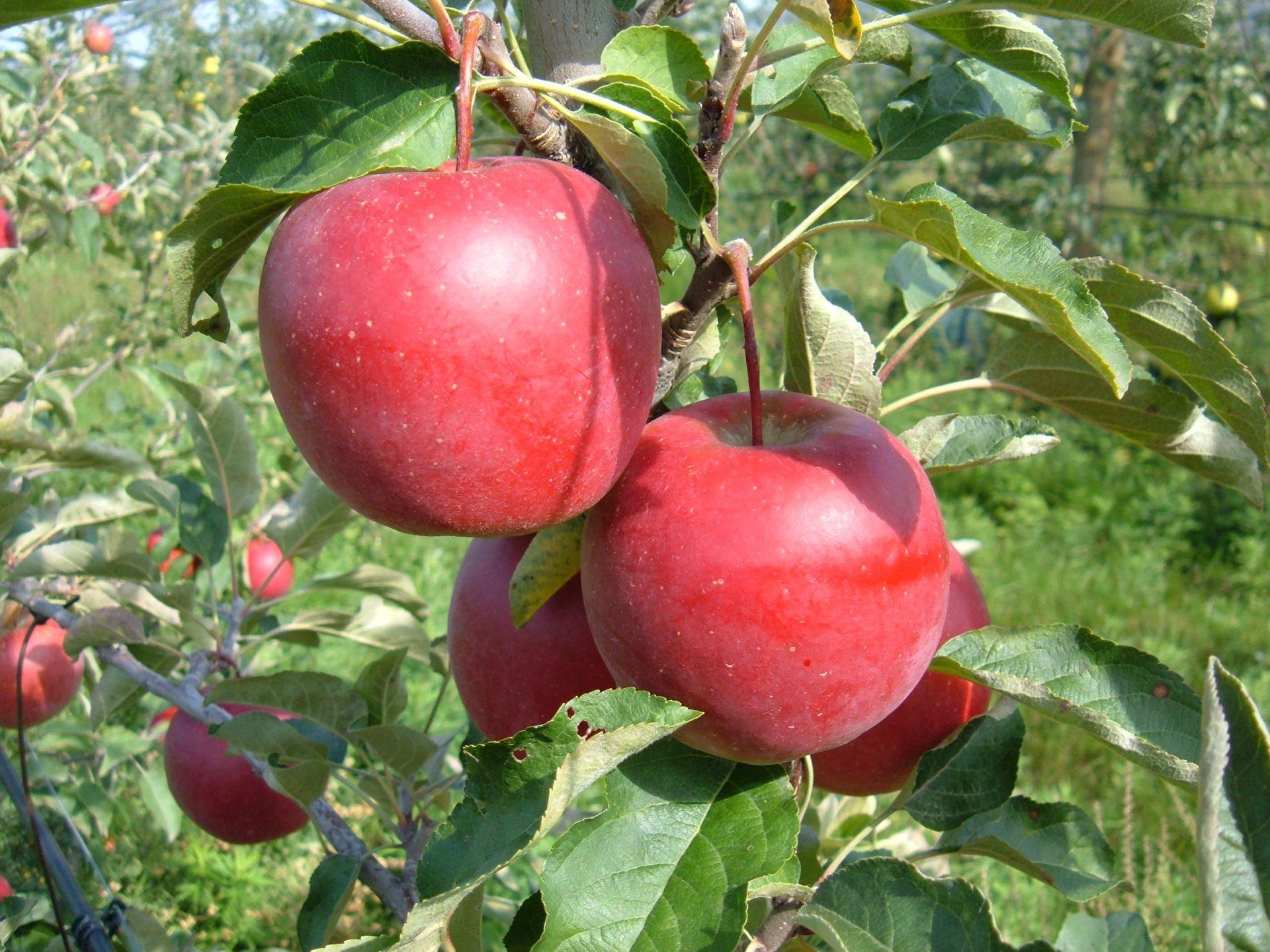 Malus domestica Story inored Elma fidanı