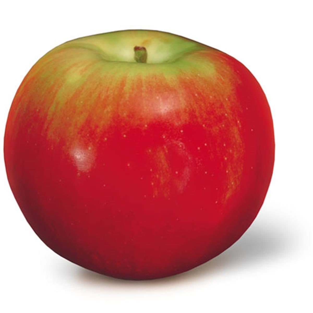 Malus domestica Summer Red Elma fidanı