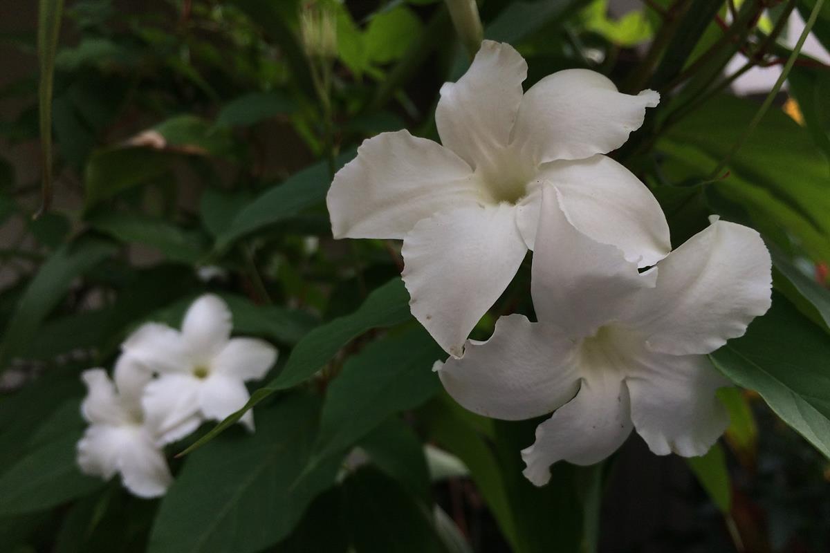 Mandavilla Sarmaşığı-Beyaz