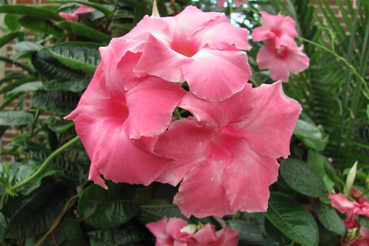 Mandavilla Sarmaşığı-Pembe