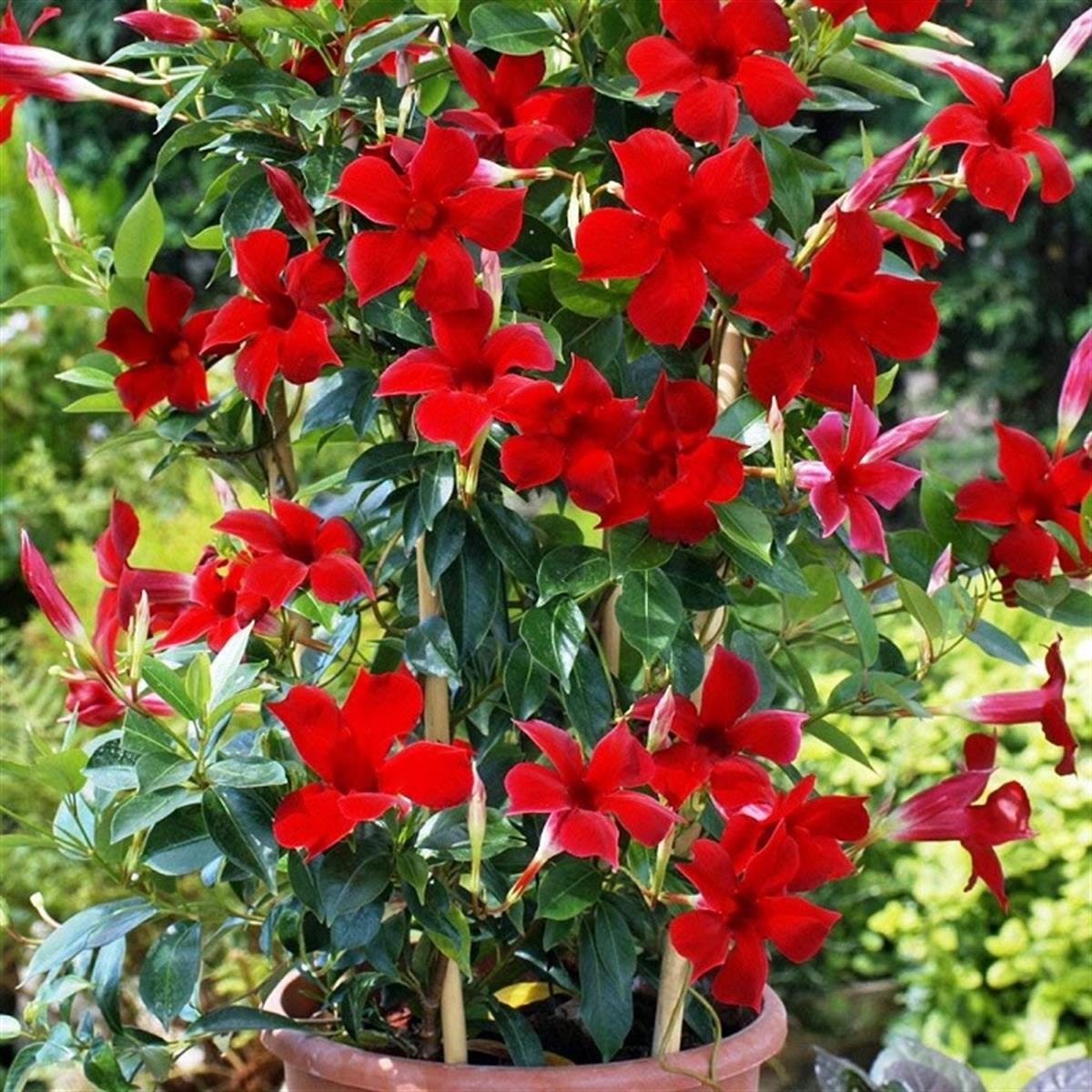 Mandevilla apocynaceae Mandevilla fidanı