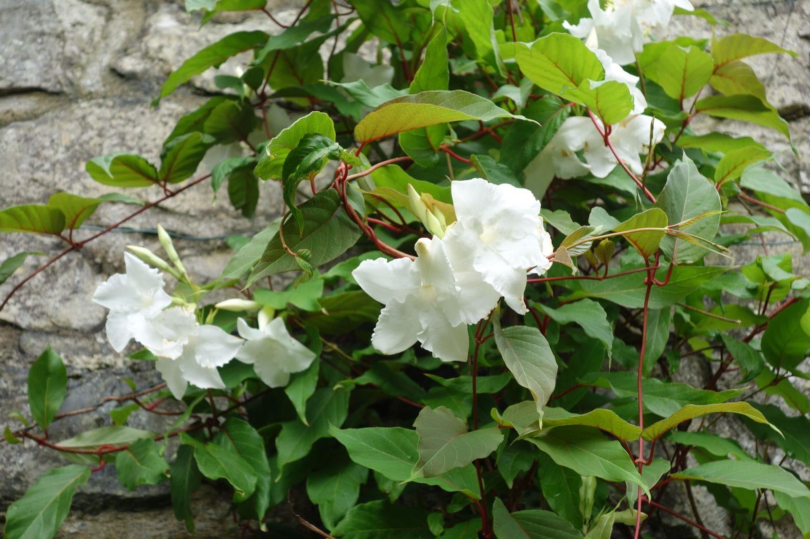 Mandevilla suaveolens Mandevilla Fidanı