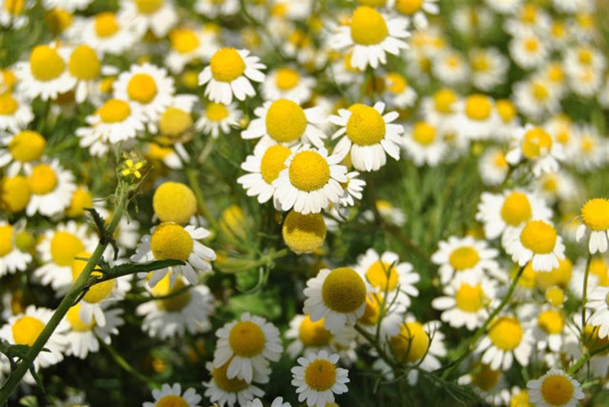 Matricaria chamomilla Tıbbi Papatya